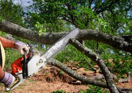  , UT Tree Care Services Pros